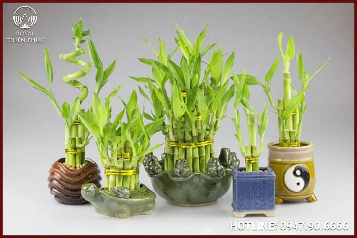 Cây phát lộc