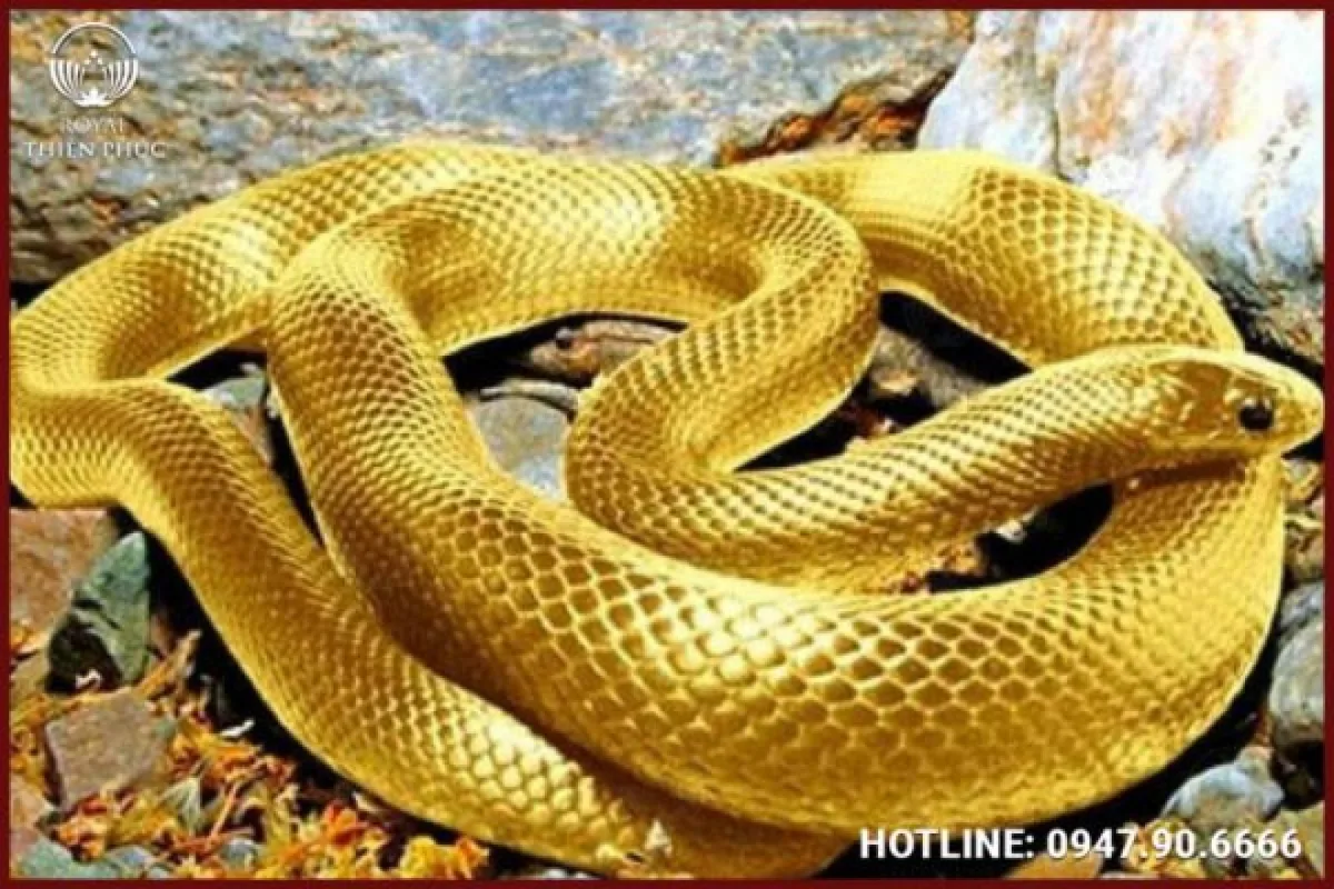 Mơ thấy rắn có màu sắc khác nhau